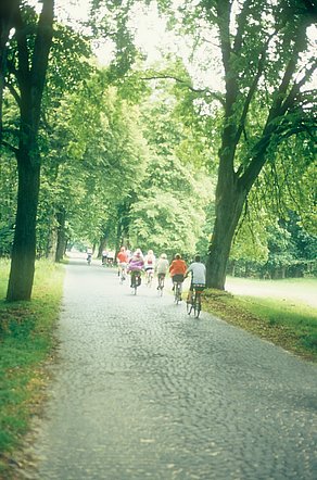 Historische Allee in der Senne